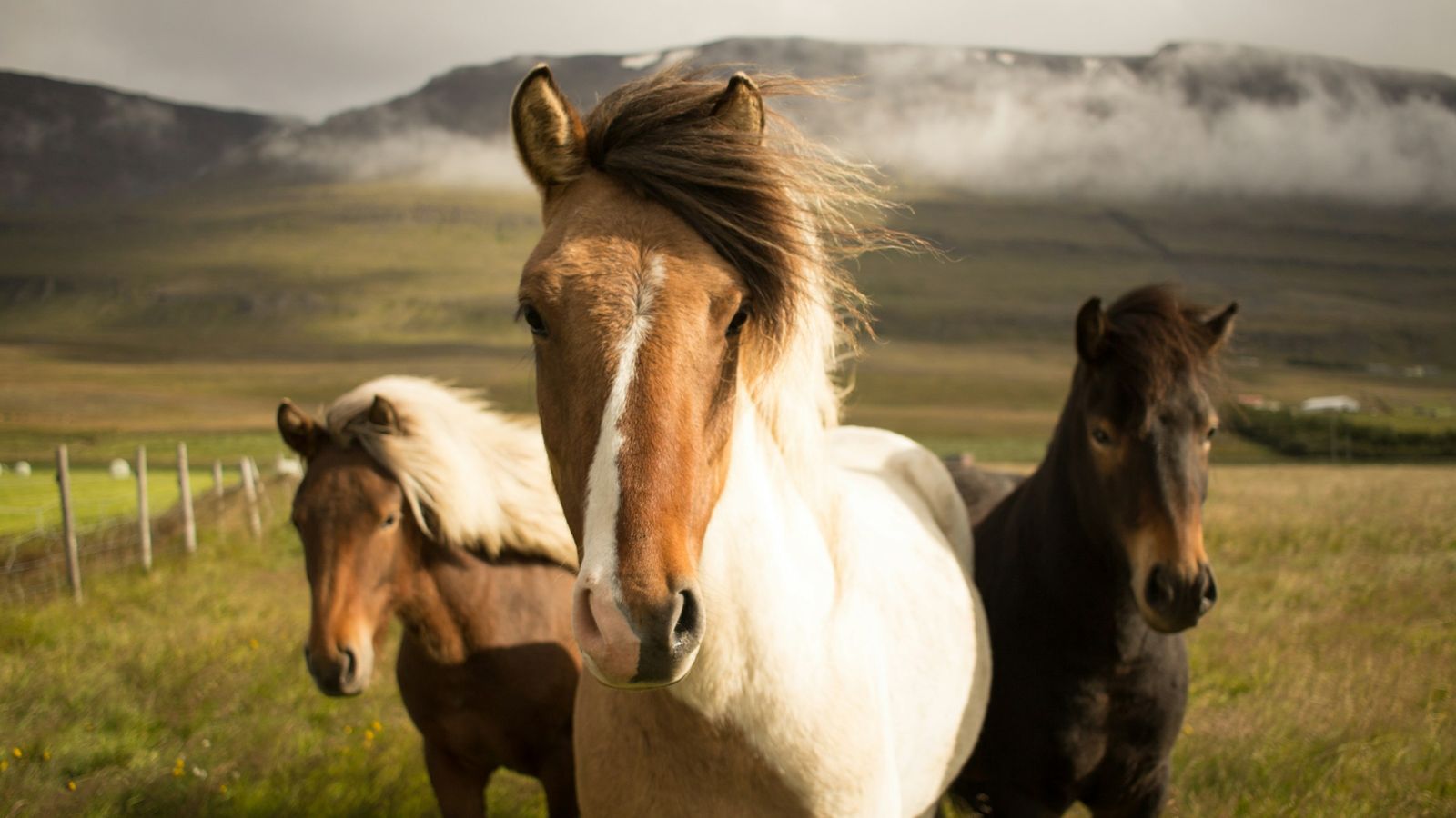 Three horses with a fog in the background.