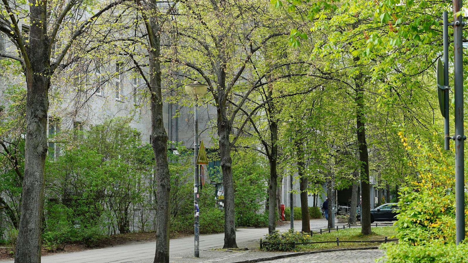 Trees lining a street.