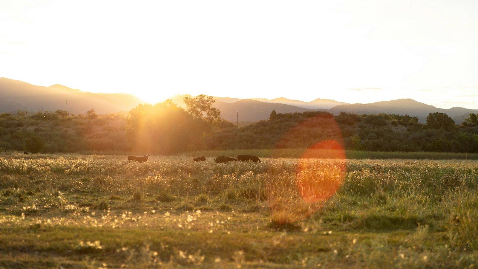 Cattle grazing in a field.