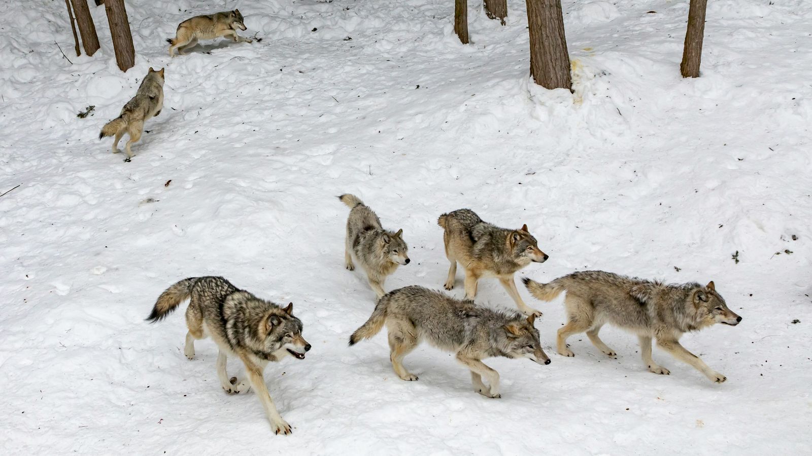 A pack of grey wolves in a snowy landscape.