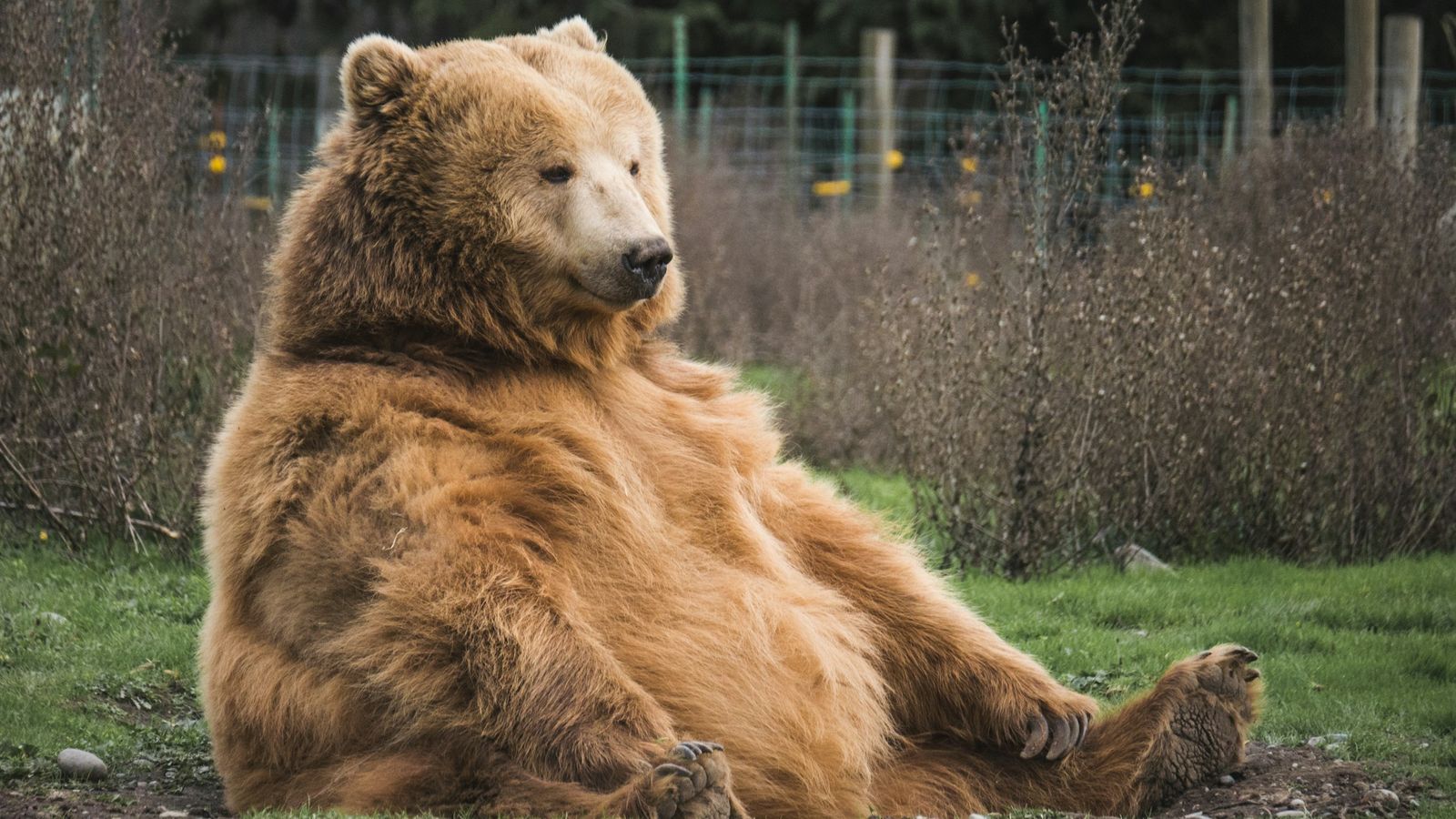 A bear sitting.